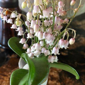 Meet your Posher, Ferne